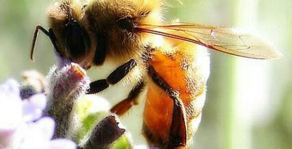 معرفی عسل-عسل شهنای