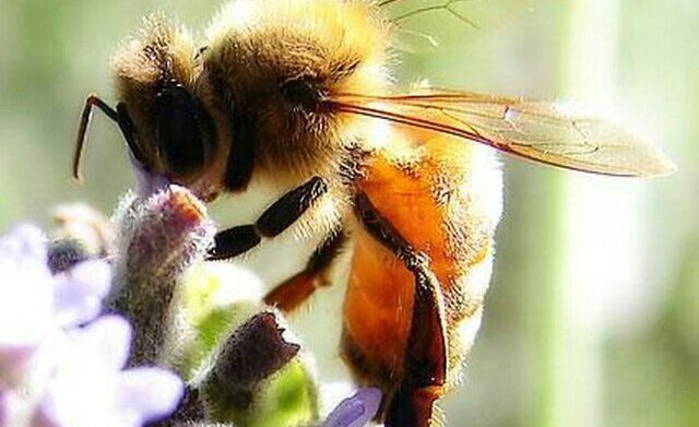 معرفی عسل-عسل شهنای