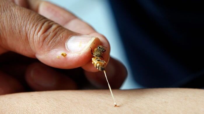 bee venom