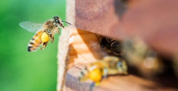 گرده افشانی