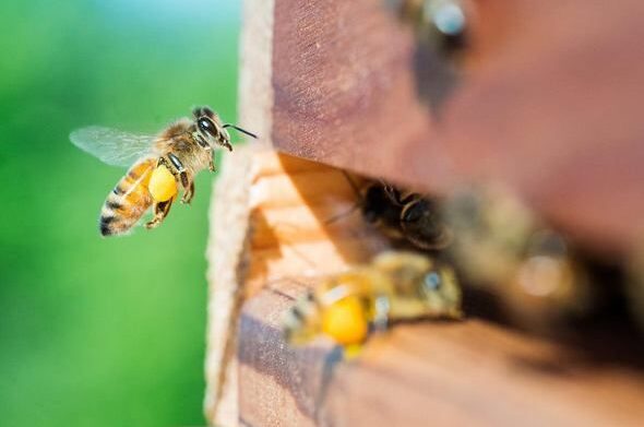 گرده افشانی