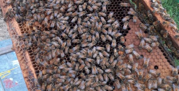 مروری بر نقش آفت کش ها در تلفات زنبوران عسل