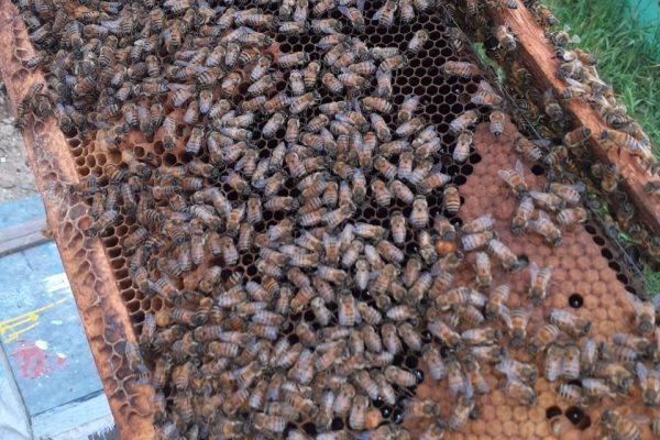 مروری بر نقش آفت کش ها در تلفات زنبوران عسل