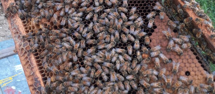 مروری بر نقش آفت کش ها در تلفات زنبوران عسل