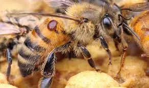 زنبورعسل و کنه واروا