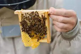 پرورش و اصلاح نژاد کاربردی زنبورعسل