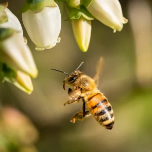 بررسی جامع ترکیبات فنولیک گزارش شده در عسل های تک گل