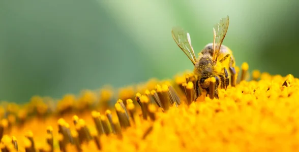 160 نکته دانستنی زنبورعسل