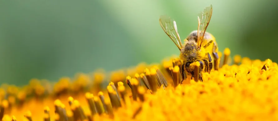 160 نکته دانستنی زنبورعسل