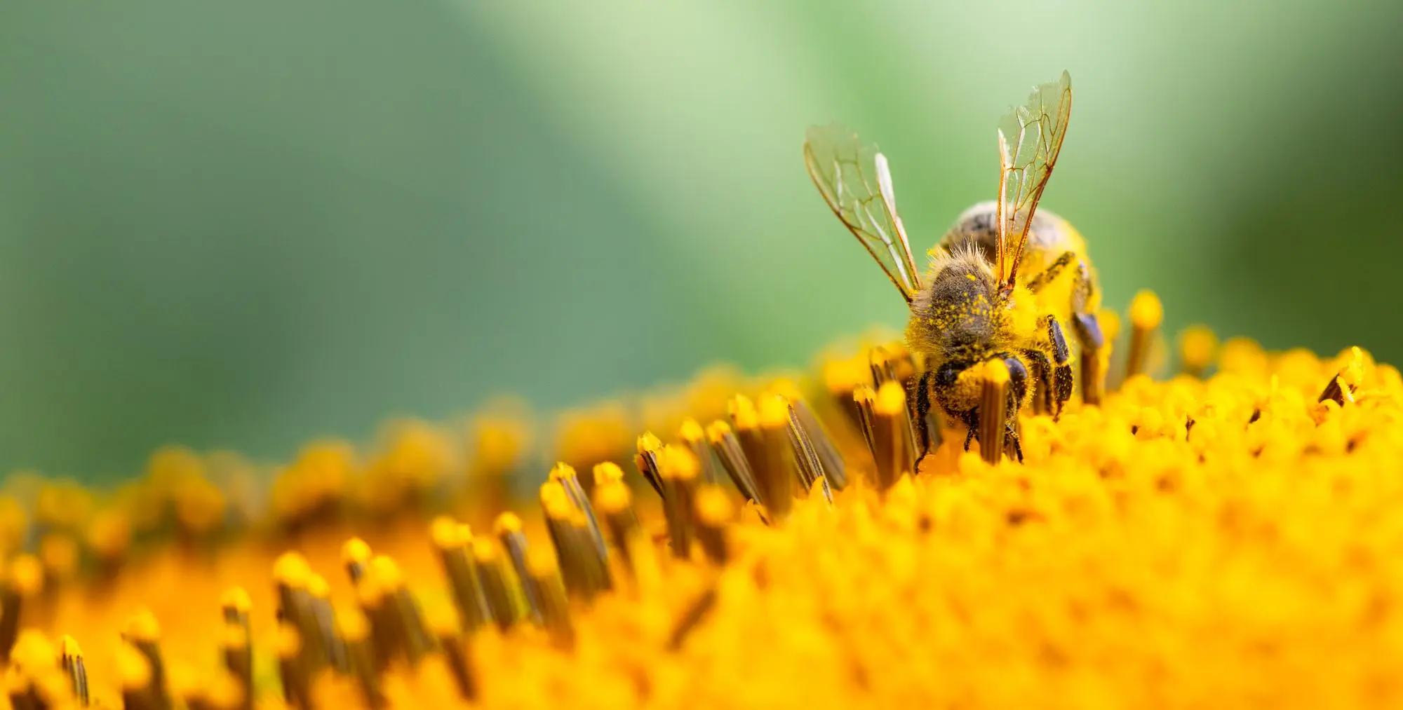 160 نکته دانستنی زنبورعسل